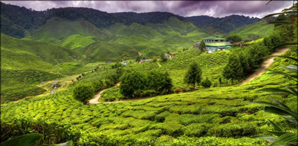 Cameron Highlands T (PBH3 00 23510)