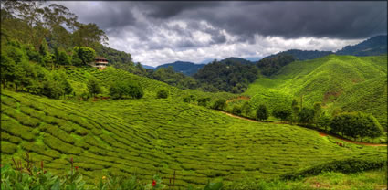 Cameron Highlands T (PBH3 00 23516)