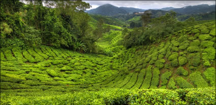 Cameron Highlands T (PBH3 00 23537)