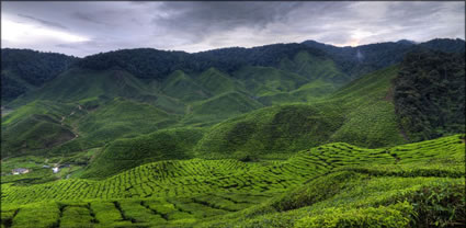 Cameron Highlands T (PBH3 00 23543)