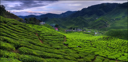 Cameron Highlands T (PBH3 00 23546)