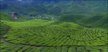 Cameron Highlands T (PBH3 00 23552)