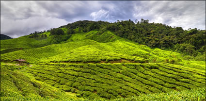 Cameron Highlands T (PBH3 00 23576)