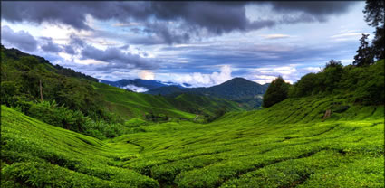 Cameron Highlands T (PBH3 00 23585)