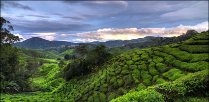 Cameron Highlands T (PBH3 00 23594)