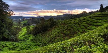 Cameron Highlands T (PBH3 00 23600)