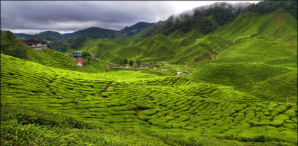 Cameron Highlands T (PBH3 00 23619)