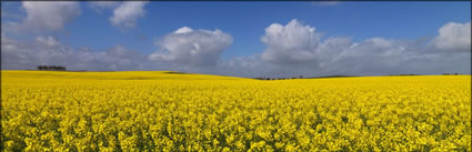 Canola - Burra - SA (PBH3 00 30618)