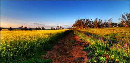 Canola - Temora - NSW (PBH3 00 23277)