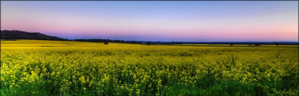 Canola - Temora - NSW (PBH3 00 23292)