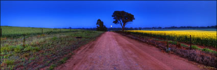 Canola - Temora - NSW (PBH3 00 23295)