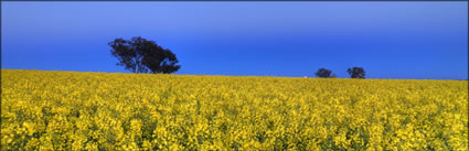 Canola - Temora - NSW (PBH3 00 23298)