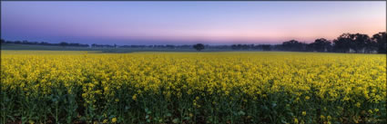 Canola - Temora - NSW (PBH3 00 23301)