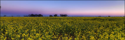 Canola - Temora - NSW (PBH3 00 23304)