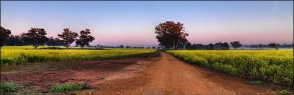 Canola - Temora - NSW (PBH3 00 23307)