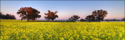 Canola - Temora - NSW (PBH3 00 23310)