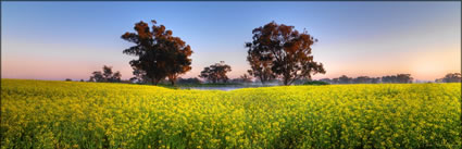 Canola - Temora - NSW (PBH3 00 23313)