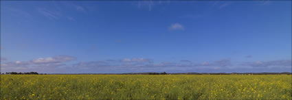 Canola - WA (PBH3 00 3684)