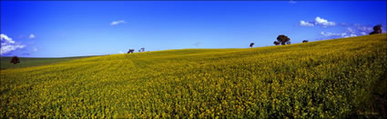 Canola 3 - NSW (PB 003632)