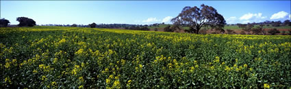 Canola 6 - NSW (PB00 3643)