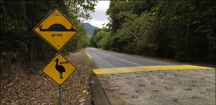 Cassowary Sign - QLD (PBH3 00 13517)