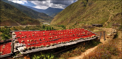 Chilli Drying T (PBH3 00 23655)