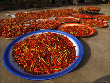 Chillies SQ (PBH3 00 13826)