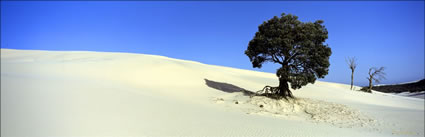 Clinging on - Moreton Island - QLD (PB00 2110)