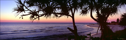 Coolangatta Sunset with Pandanus - QLD (PB00 4645)