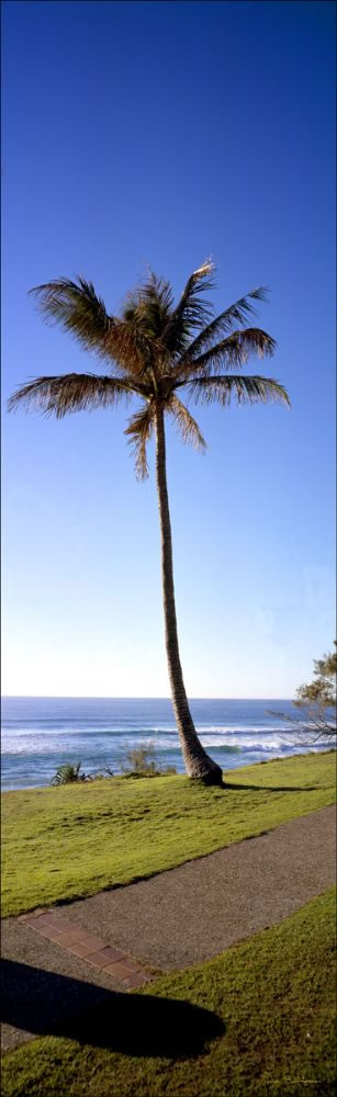 Coolum Palm Tree Vertical - QLD (PB 00 1679)