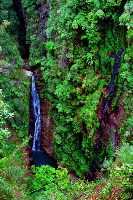 Coomera Falls - Lamington National Park - QLD