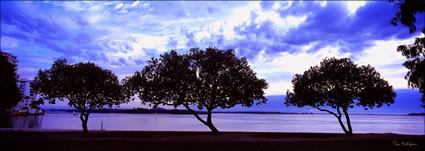 Cotton Tree Silhouettes - QLD (PB 003427)