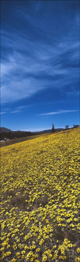 Daisy Field Vertical - TAS