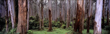 Dandenong Gums - VIC  (PB00 3728)