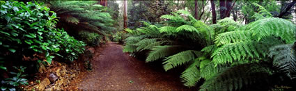 Dandenong Walk - VIC (PB00 3711)