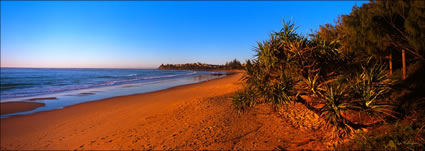 Dicky Beach Panadanus 1 - QLD (PB 003273)
