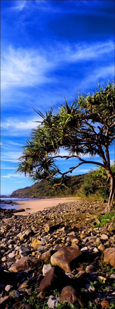 Early Morning Pandanus 2 -Coolum  QLD  (PB 003172)