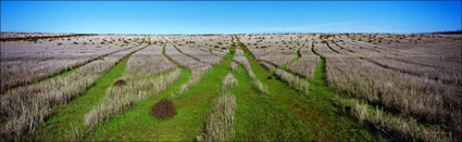 Field of Tumble Weed 2 - NSW