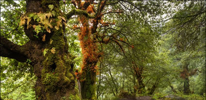 Forest below Monastry T (PBH3 00 23703)