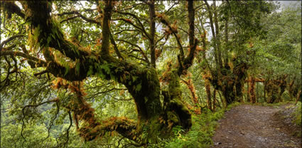 Forest below Monastry T (PBH3 00  23706)