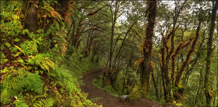 Forest below Monastry T (PBH3 00  23709)