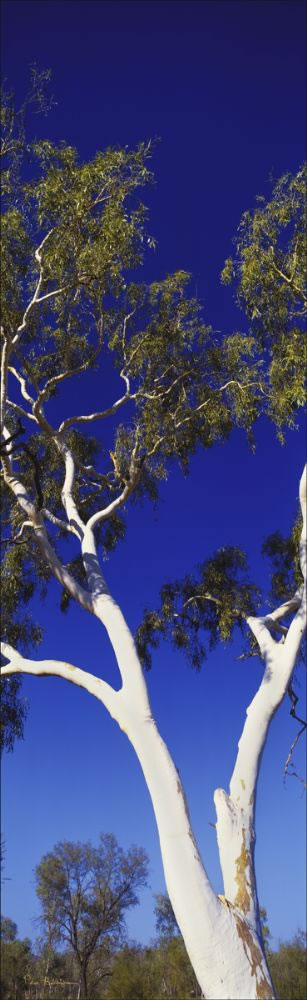 Ghost Gum Close - NT