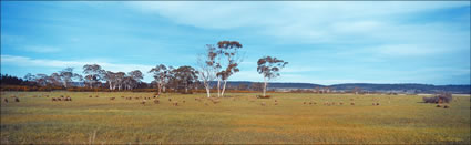 Golden Fleece and Flowers - TAS