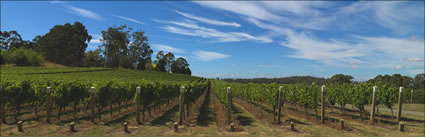 Grapevines at Janz Winery - TAS (PBH3 00 0530)