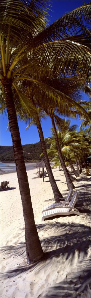 Hamilton Island Palms Vertical - QLD (PB003499)
