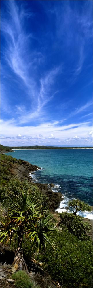 Hat Head NP Pandanus - NSW (PB00 3867)