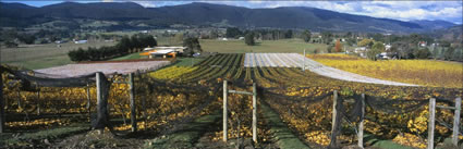 Home Hill Vineyard - TAS (PB00 5737)
