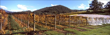 Home Hill Vineyard - TAS (PB00 5740)