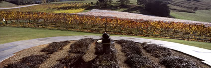 Home Hill Vineyard - TAS (PB00 5742)