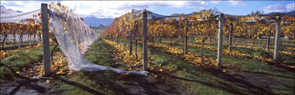 Home Hill Vineyard - TAS (PB00 5743)